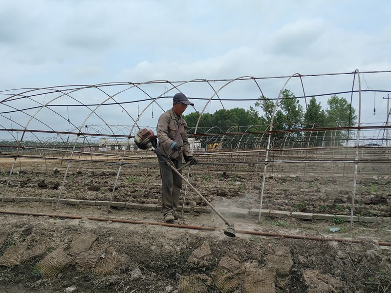 大棚基地打草.jpg